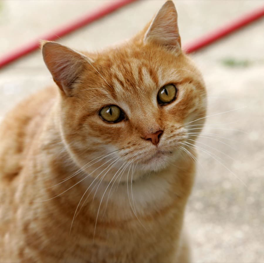 一只橘猫的原始照片